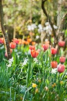 Mixed bed of Tulipa 'Apricot Beauty' - and Narcissi 