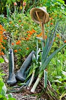 Harvested leeks, sunhat and wellington boots by raised rustic vegetable border.