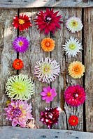 Different types of Dahlia flowers on the table.