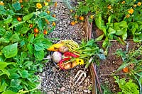 Harvested vegetables in kitchen garden.