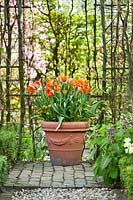 Terracotta pot of tulips including Tulipa 'Professor Rontgen', Tulipa 'Request' and Tulip 'Ballerina'.