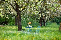 Chair and table under blossoming apple tree in orchard.