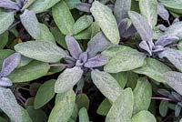Salvia officinalis 'Purpurascens' - Purple Sage
