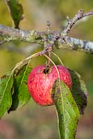 Wasps eating apple on tree. 