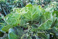 White fly infestation on Brassica - Brussel sprouts. 