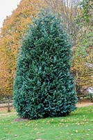 Chamaecyparis lawsoniana 'Pembury Blue' - Lawson's cypress 'Pembury Blue'
 