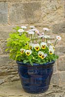 Spring container with Viola, Bellis perennis and golden feverfew.