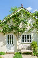 Fig tree trained on wall of garage.