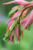 Beschorneria yuccoides - Yucca-leaved beschorneria