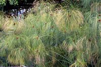 Cyperus papyrus - sedge -