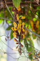 Thunberia mysorensis - Indian clock vine - in flower