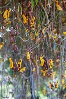 Thunberia mysorensis - Indian clock vine
 - flowers 