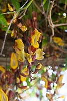 Thunberia mysorensis - Indian clock vine - flowers