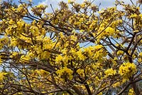 Tabebuia aurea - Caribbean trumpet-tree.