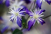 Clematis x aromatica - Scented clematis