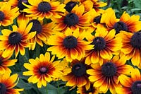 Rudbeckia hirta 'Autumn Colours' -  Black-Eyed Susan 'Autumn Colours' 
