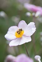 Honey bee on Anemone x hybrida 'Elegans' - Japanese anemone 'Elegans' 