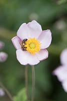 Honey bee on Anemone x hybrida 'Elegans' - Japanese anemone 'Elegans'