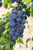 Prunus insititia 'Bradley's King Damson' - King of the Damsons
