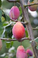 Prunus domestica - Plum 'Laxton's Delicious' 
