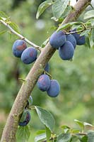 Prunus domestica - Plum 'Laxton's Cropper' 