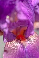 Iris 'Raspberry Ripples' - Bearded Iris 'Raspberry Ripples'