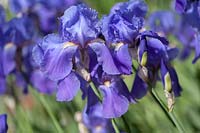 Iris 'Violet Harmony' - Bearded Iris 'Violet Harmony'