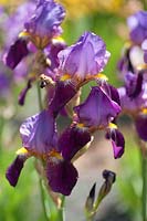 Iris 'Morning Splendour' - Bearded Iris 
