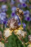 Iris 'Oriental Etching' - Bearded Iris  'Oriental Etching' 