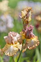 Iris 'Oriental Etching' - Bearded Iris 'Oriental Etching'