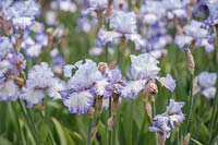 Iris 'Acoma' - Bearded Iris 'Acoma' 