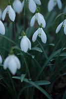 Galanthus 'Nothing Special'- snowdrop