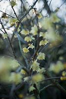 Chimonanthus preacox 'Luteus' - syn. Chimonanthus fragrans 'Luteus' - wintersweet
