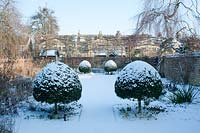 Walled town garden in snow with privacy from pleached Acer campestre - field maples, 
a formal design with specimen Buxus - box topiary