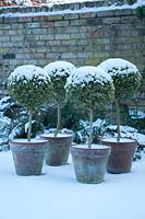 Variegated standard clipped Box trees in terracotta pots with snowy walled garden. 