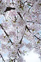 Prunus yedoensis - Japanese cherry in blossom