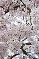 Prunus yedoensis - Japanese cherry blossom