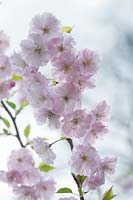 Prunus - ornamental flowering cherry
