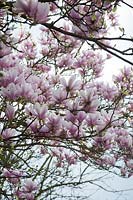 Magnolia x soulangeana blossom