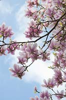 Magnolia x soulangeana blossom against blue cloudy sky