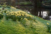 Narcissus - Daffodils on grass bank by pond - Swiss Garden, Old Warden near Biggleswade, UK. 