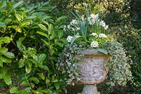 Ornamental urn planter with white Narcissus, Primula and variegated Hedera - Swiss Garden, Old Warden near Biggleswade, UK.