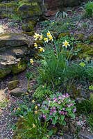 Planting of Narcissus and Primula in rock garden - Swiss Garden, Old Warden near Biggleswade, UK. 