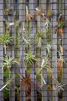 Tillandsia species - Air Plants - for sale. 