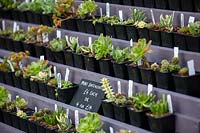 Selection of mini succulents at Surreal Succulents, Tremenheere Nursery, Cornwall, UK.