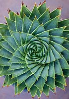 Aloe polyphylla - Many-leaved Aloe 