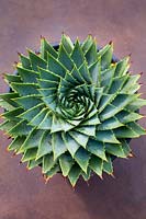 Aloe polyphylla - Many-leaved Aloe