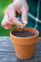 Person sowing nasturtium seed in pot.
