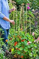 Woman making plant support for Nasturtium with bamboo canes.

