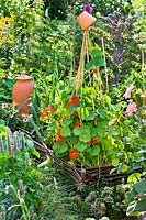 Bamboo cane support for nasturtiums in raised vegetable bed. 
